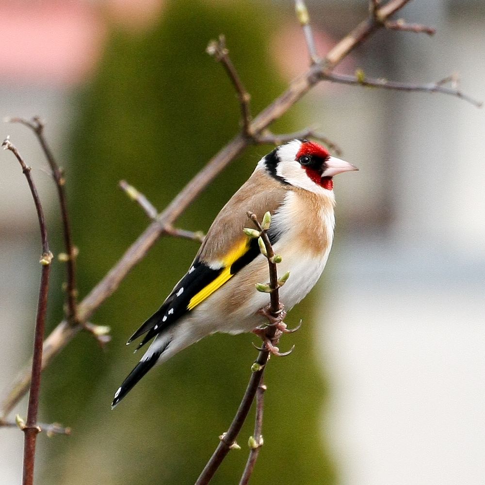"Stieglitz" Foto & Bild jahreszeiten, frühling, natur Bilder auf