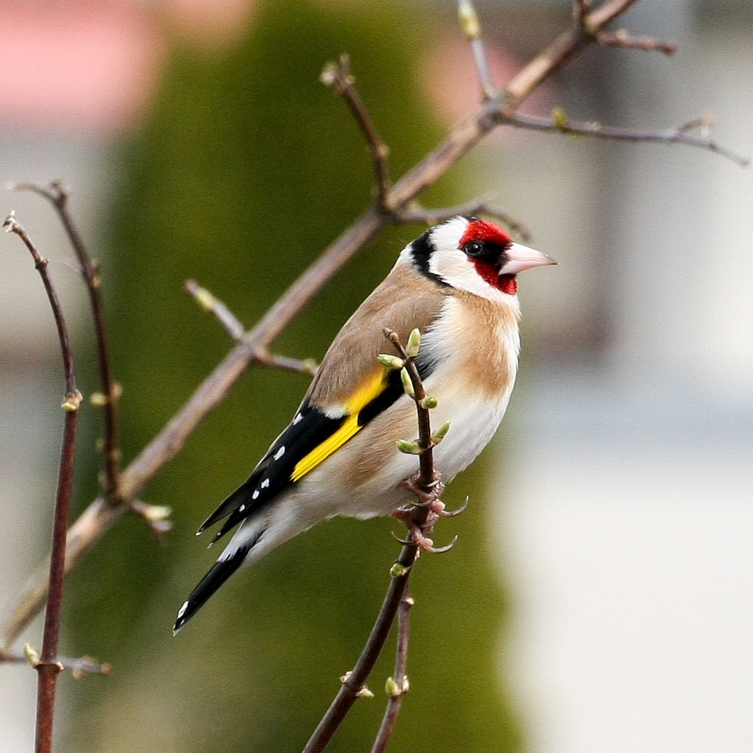 "Stieglitz" Foto & Bild jahreszeiten, frühling, natur Bilder auf