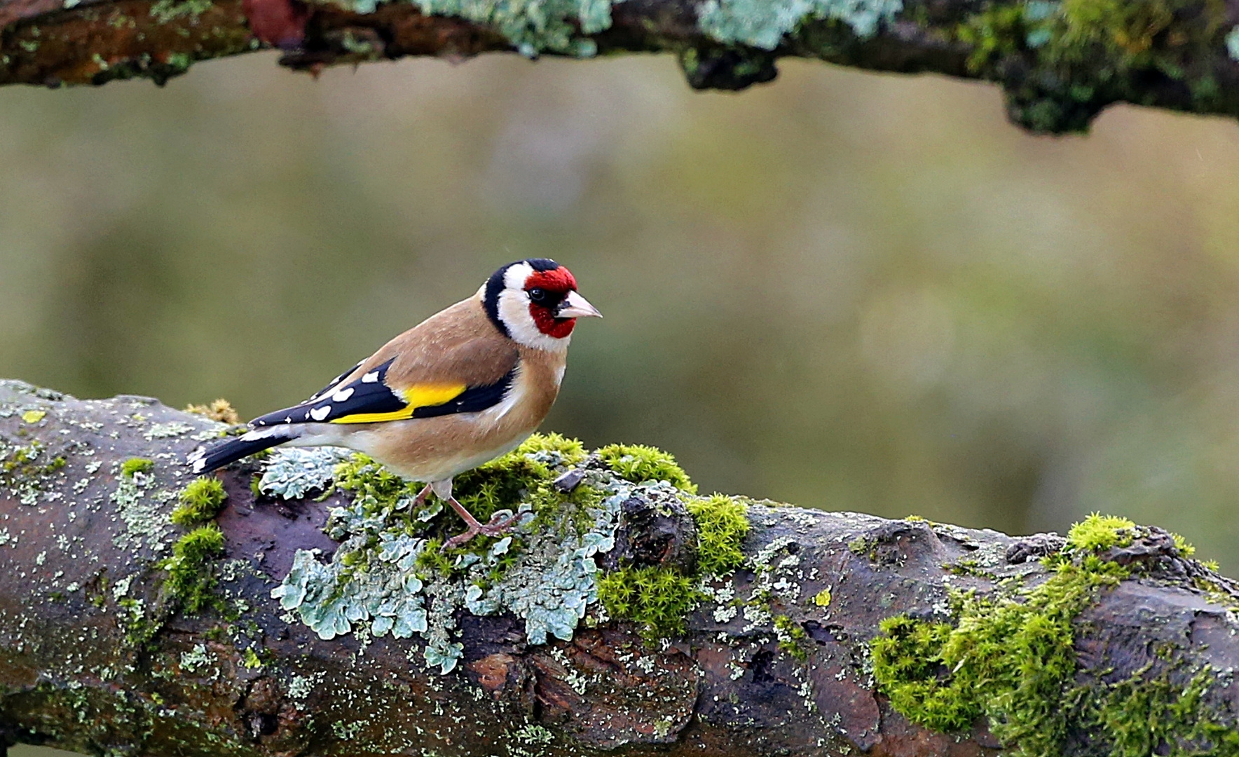 Stieglitz Foto & Bild tiere, wildlife, wild lebende vögel Bilder auf