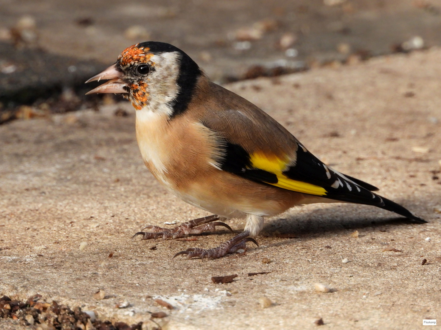 Stieglitz... Foto & Bild tiere, wildlife, wild lebende vögel Bilder auf