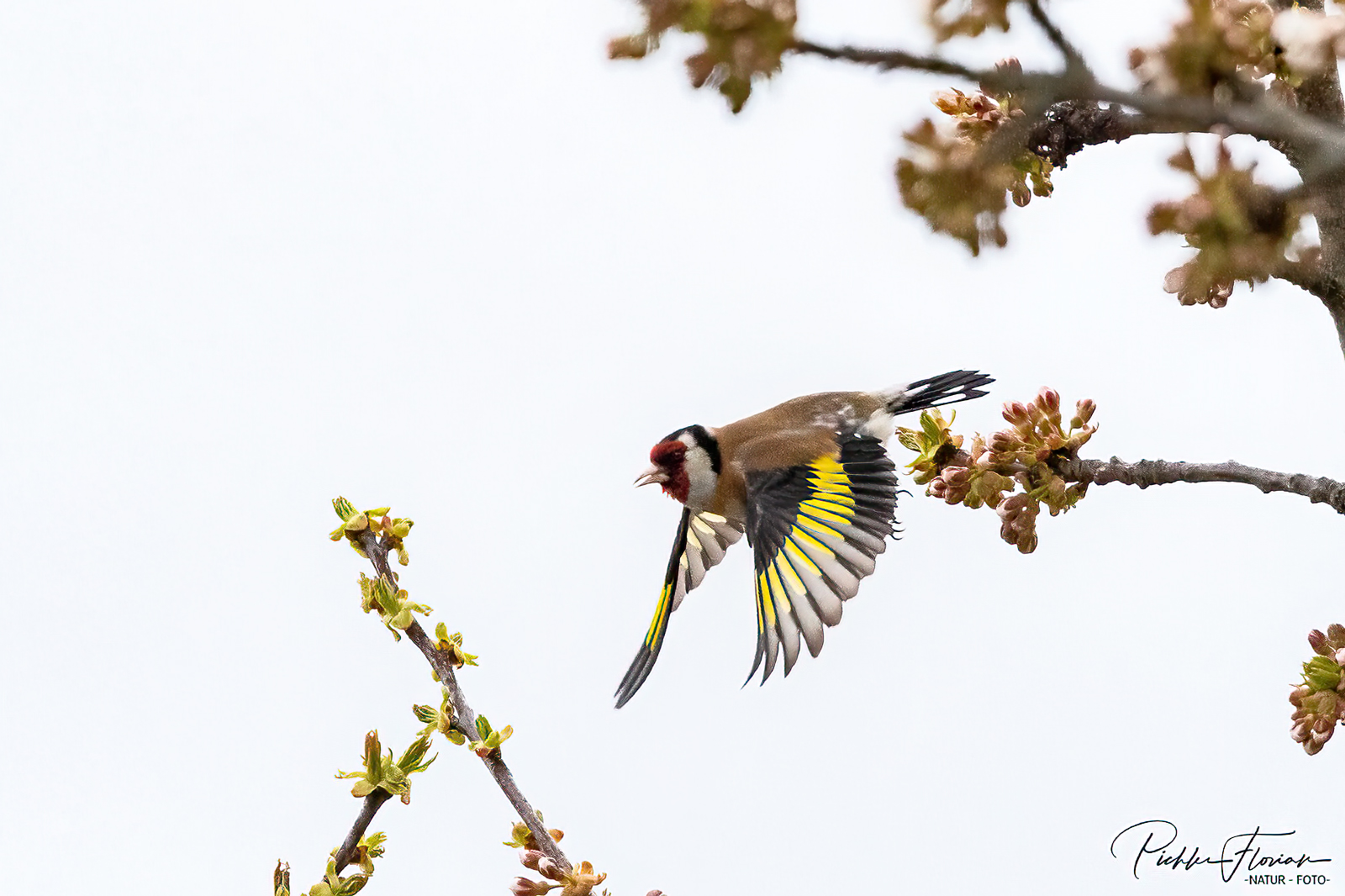 Stieglitz Foto & Bild tiere, wildlife, wild lebende vögel Bilder auf