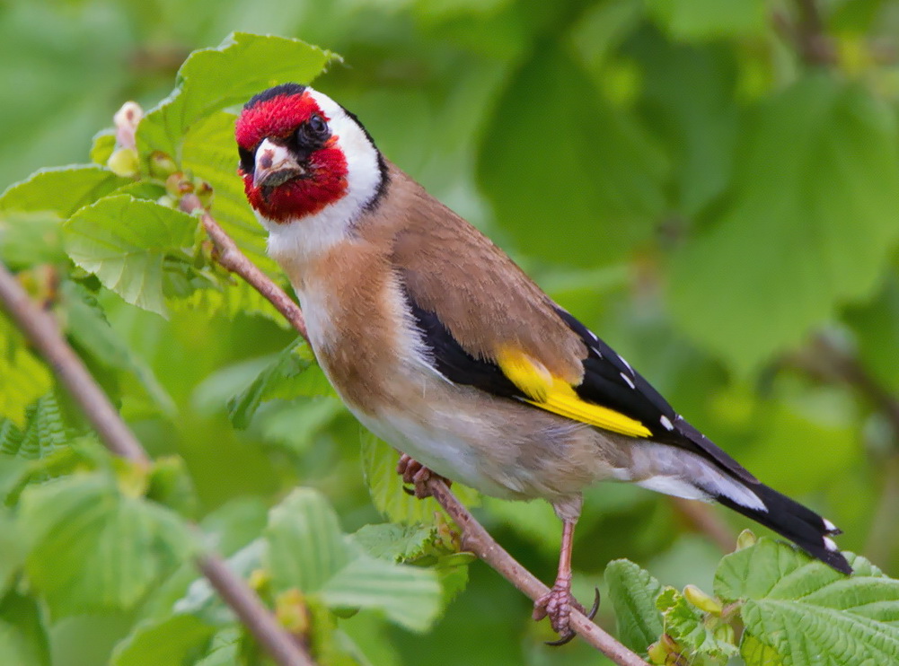 Stieglitz Foto & Bild tiere, wildlife, wild lebende vögel Bilder auf