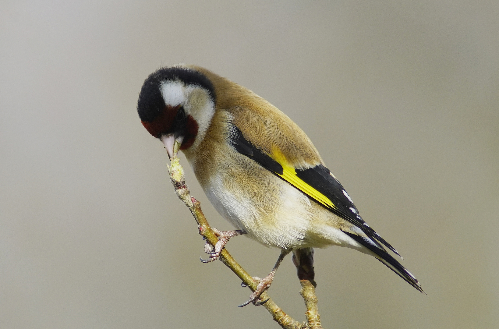 Stieglitz. Foto & Bild tiere, wildlife, wild lebende vögel Bilder auf