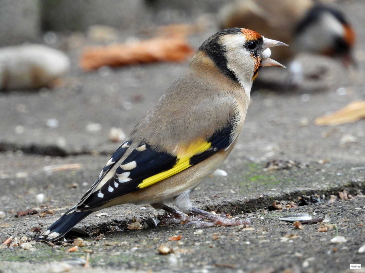 Stieglitz Foto & Bild tiere, wildlife, wild lebende vögel Bilder auf