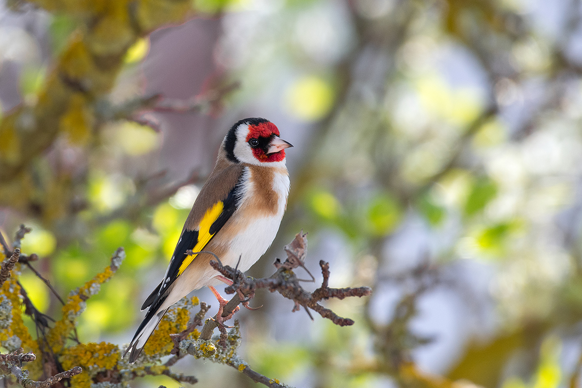 Stieglitz Foto & Bild vogel, nikon d500, nikkkor 200500 Bilder auf