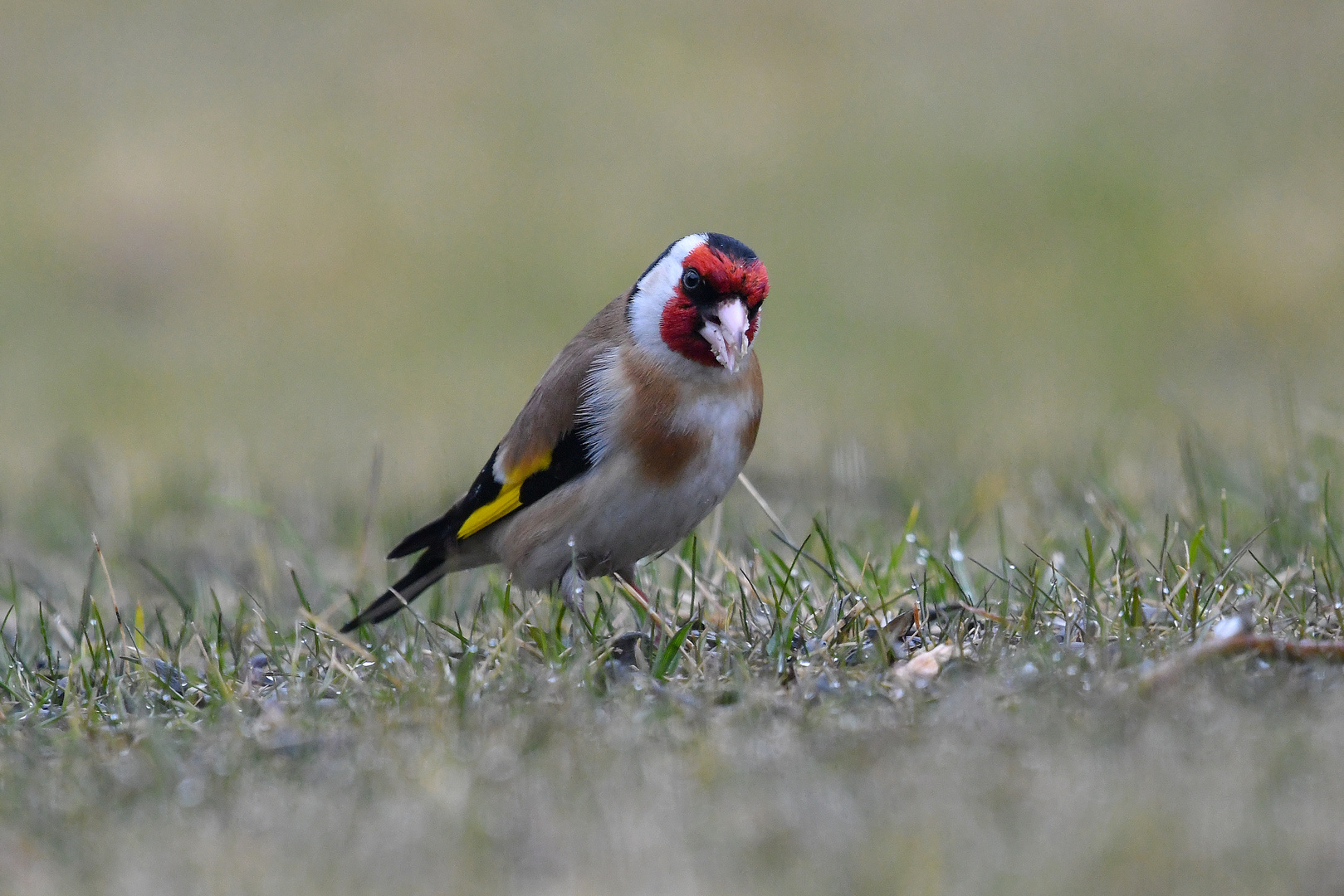 Stieglitz Foto & Bild deutschland, europe, brandenburg Bilder auf