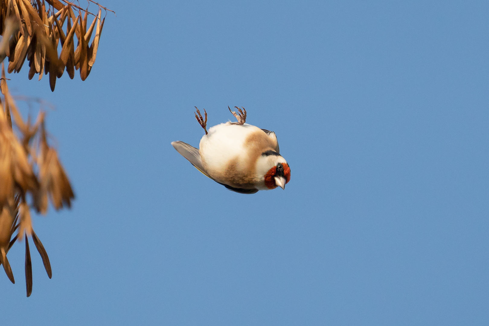 Stieglitz als Flugakrobat