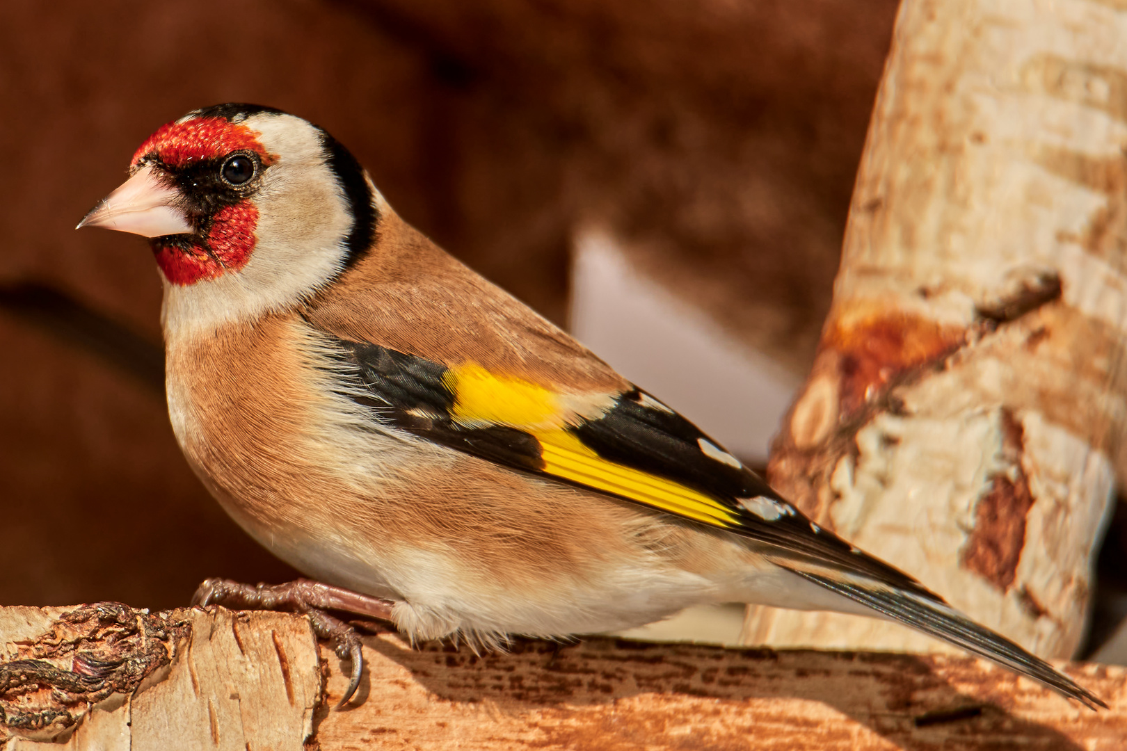 Stieglitz am Vogelhäuschen