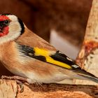 Stieglitz am Vogelhäuschen