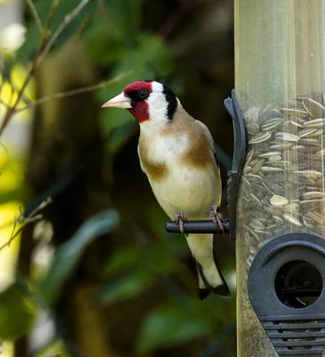 Stieglitz an der Futtersäule - 19-06-25