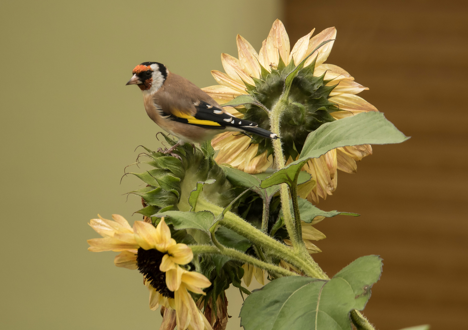 Stieglitz an Sonnenblume