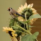 Stieglitz an Sonnenblume