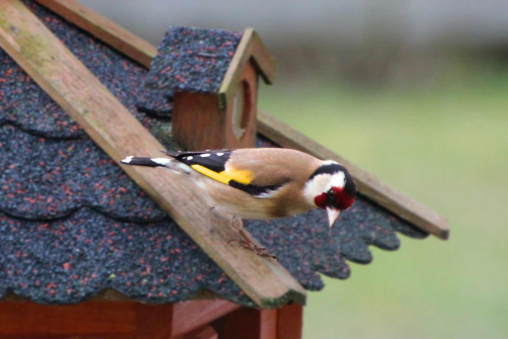 Stieglitz auf dem Vogelhaus