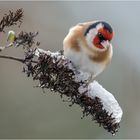 Stieglitz auf der mit Schnee bedeckten Rispe  .....