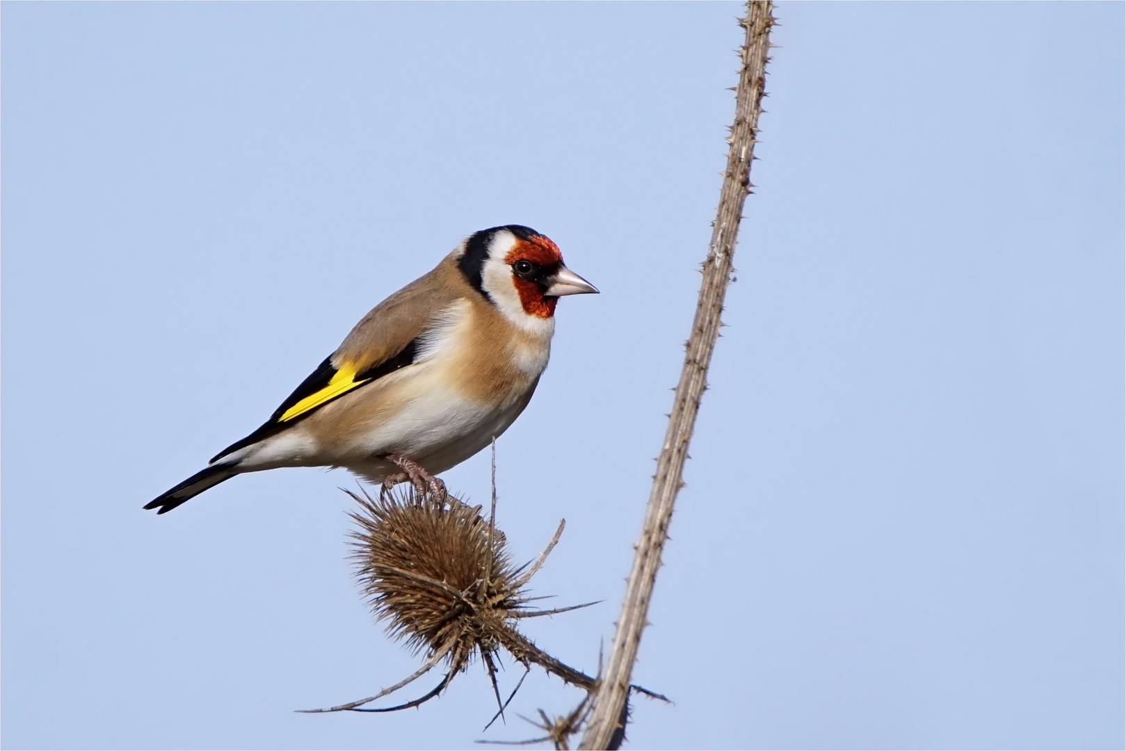 Stieglitz auf der Wilden Karde - Vogel des Jahres 2016