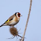 Stieglitz auf der Wilden Karde - Vogel des Jahres 2016