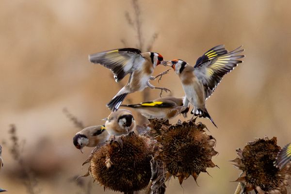Stieglitz auf einem Feld