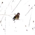 Stieglitz auf Nahrungssuche im Schnee