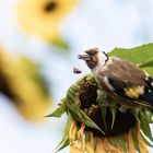 Stieglitz auf Sonnenblume