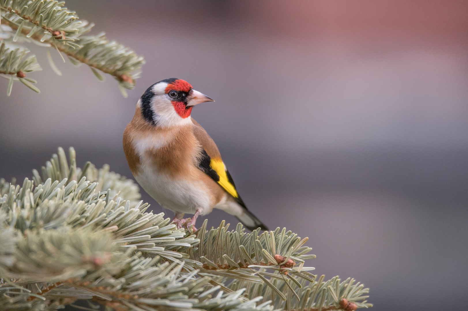 Stieglitz auf Weihnachtsbaum am 01.01.2021