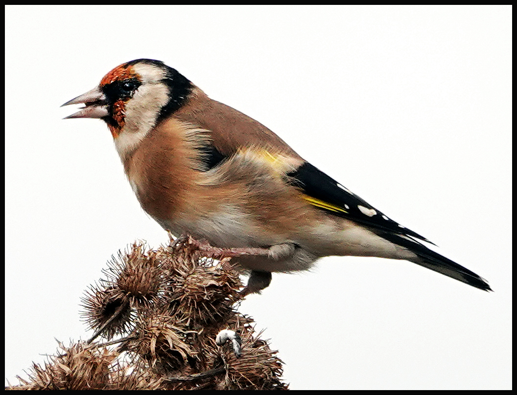 Stieglitz Foto & Bild tiere, wildlife, wild lebende vögel Bilder auf
