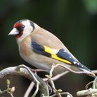 Stieglitz bei mir im Garten.....