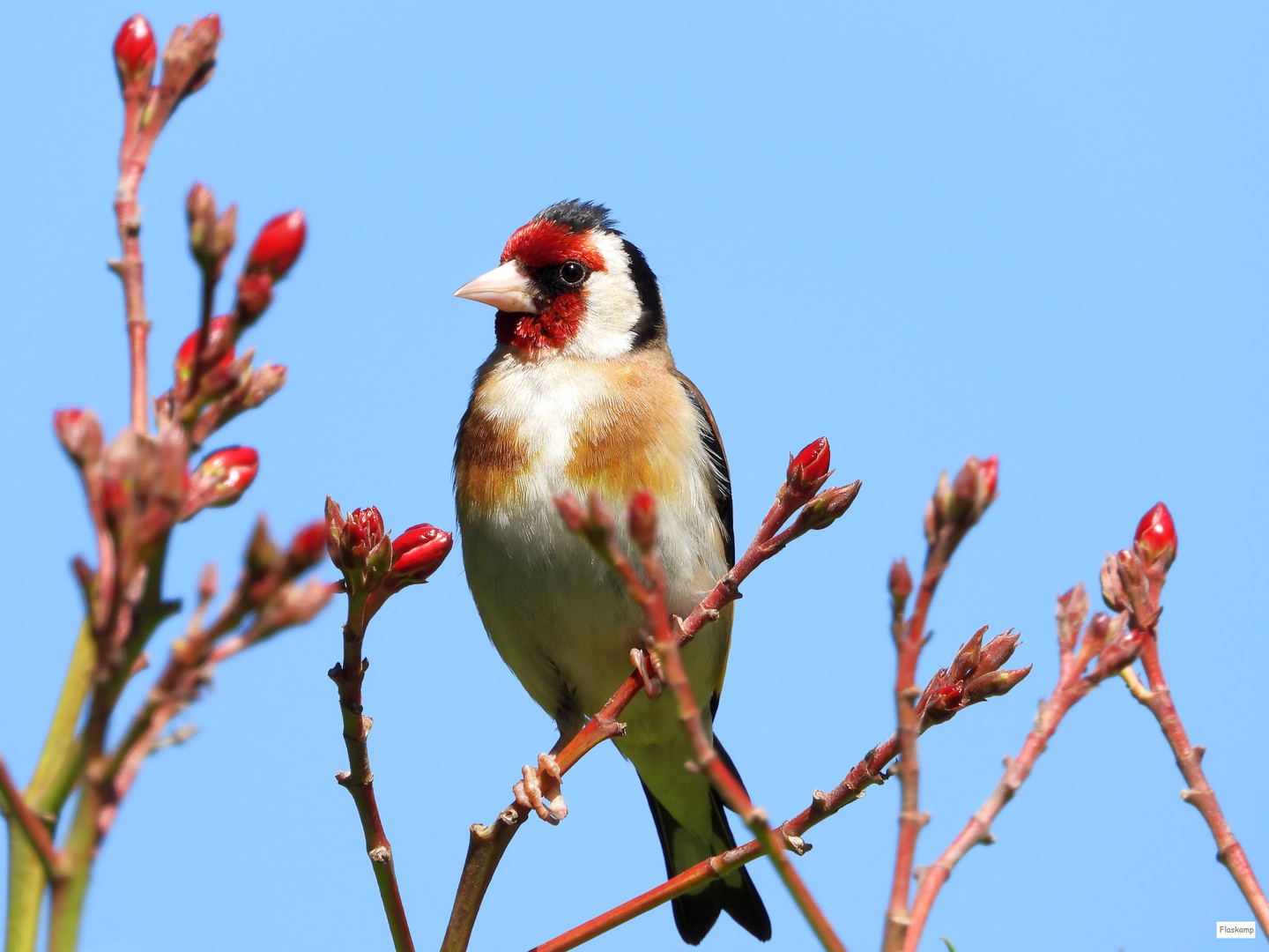 Stieglitz bei mir im Garten..... Foto & Bild sommer, natur, tiere