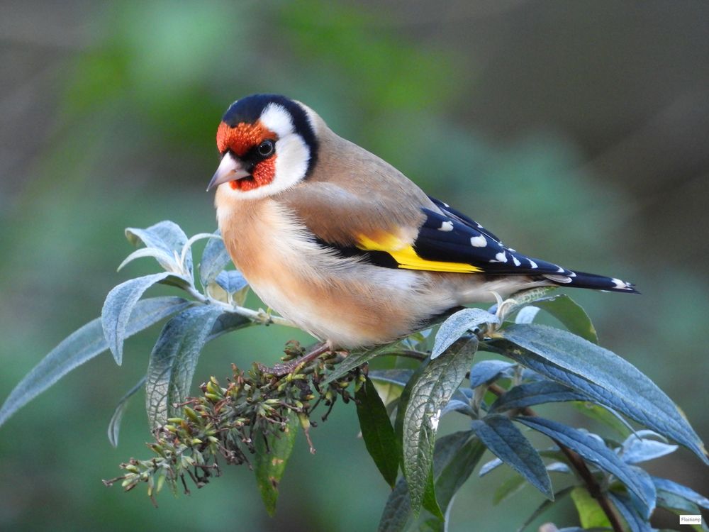 Stieglitz bei mir im Garten Foto & Bild tiere, wildlife, wild lebende