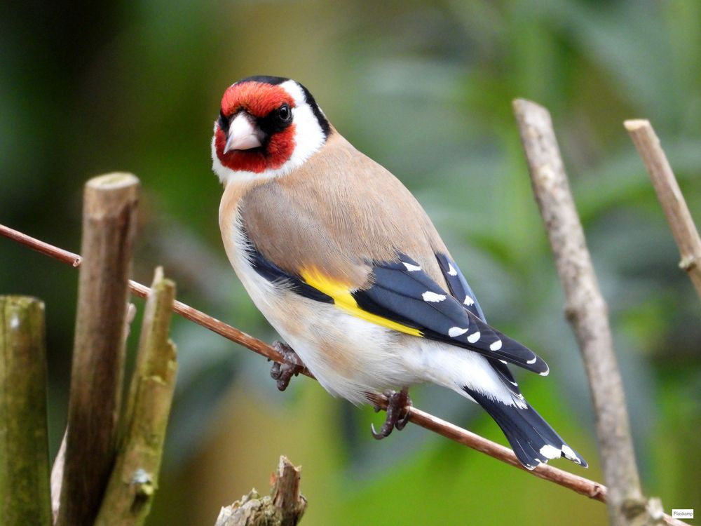 Stieglitz bei mir im Garten Foto & Bild tiere, wildlife, wild lebende