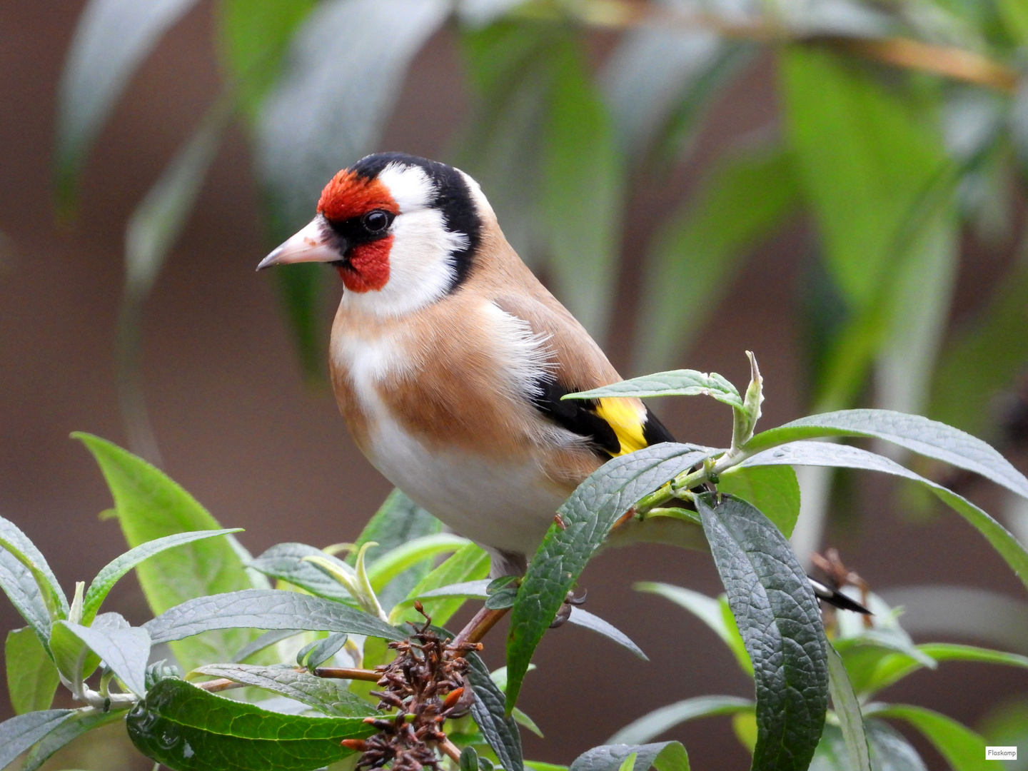 Stieglitz bei mir im Garten.... Foto & Bild tiere, wildlife, wild
