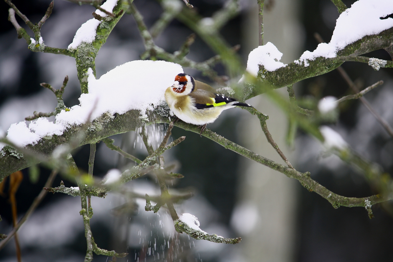 Stieglitz beim Schneefrühstück