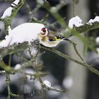 Stieglitz beim Schneefrühstück