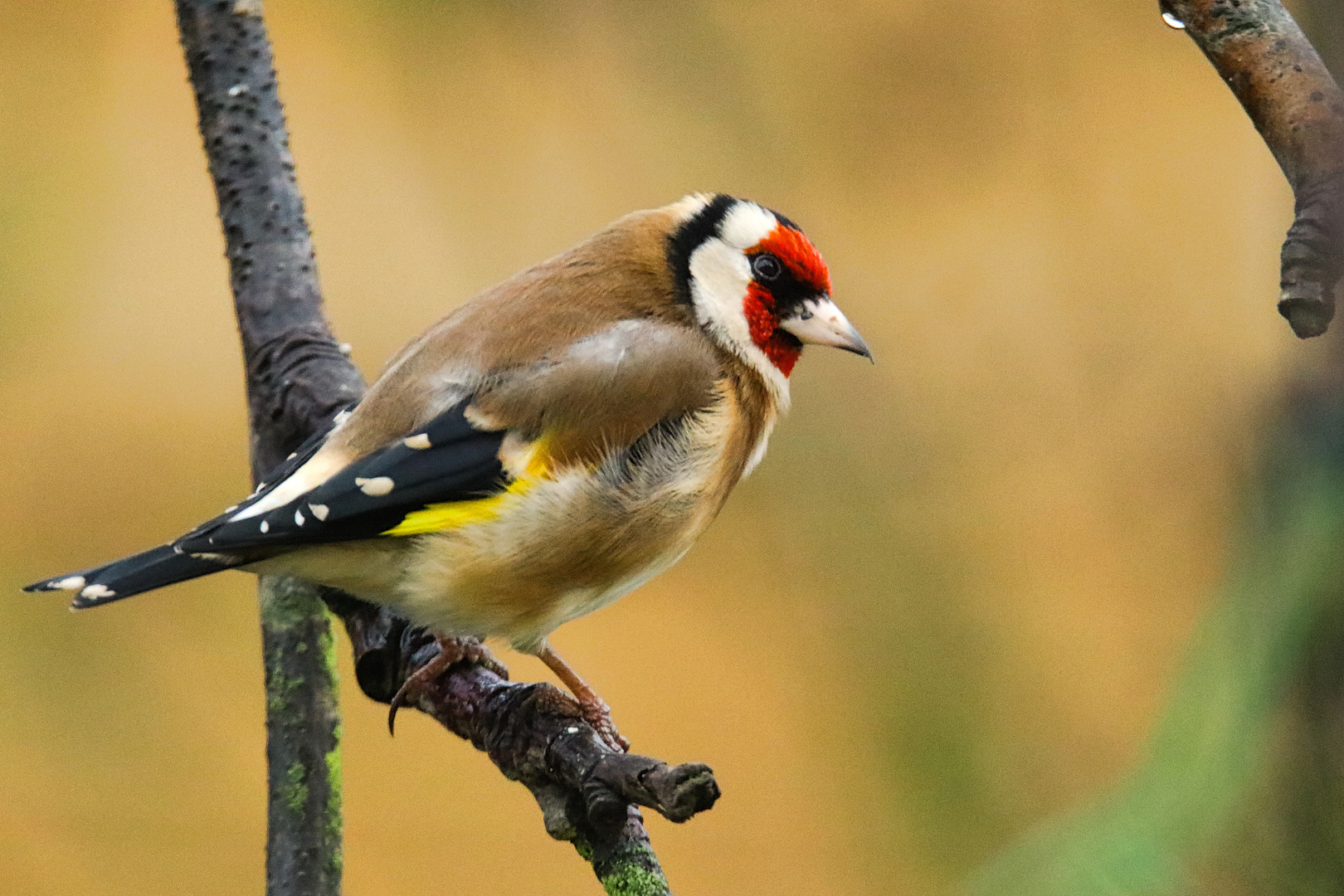 Stieglitz Foto & Bild natur, singvogel, tiere Bilder auf