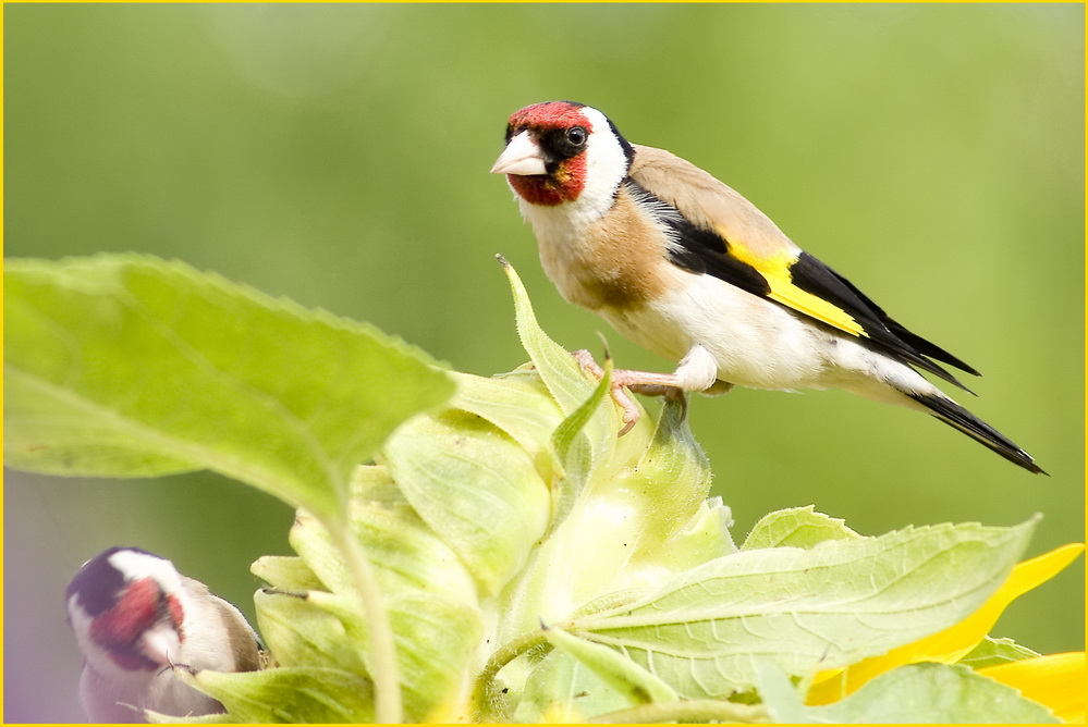 Stieglitz - Carduelis c. parva