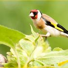 Stieglitz - Carduelis c. parva