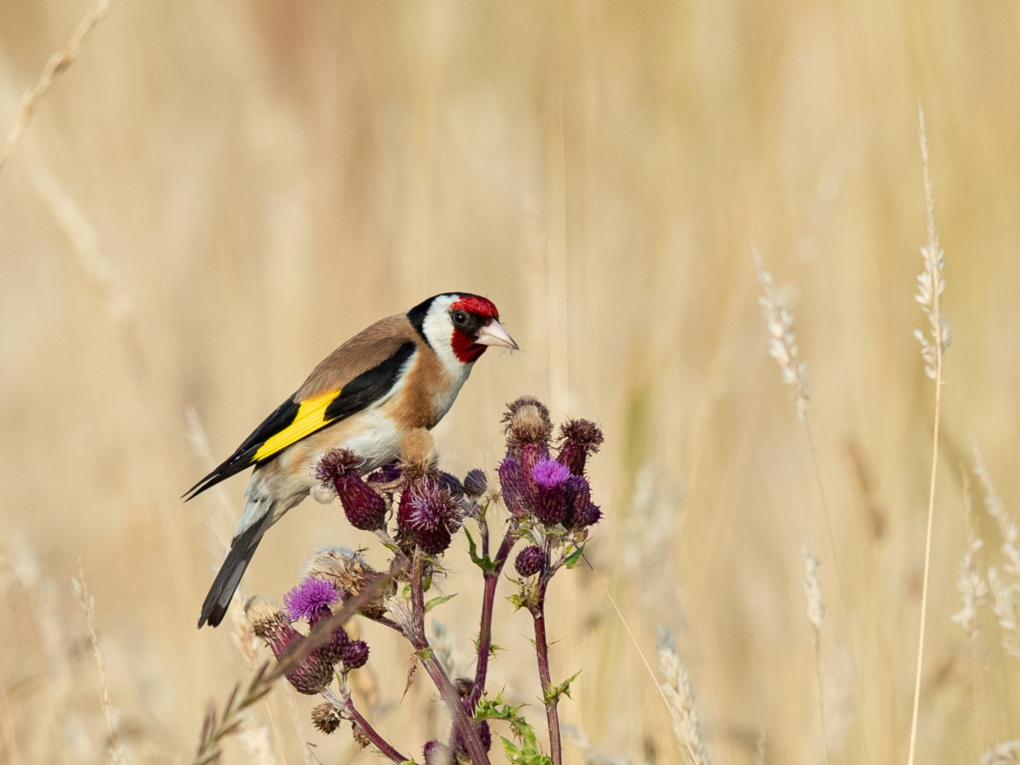 STIEGLITZ (Carduelis carduelis)