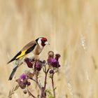 STIEGLITZ (Carduelis carduelis)