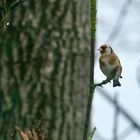 Stieglitz (Carduelis carduelis)