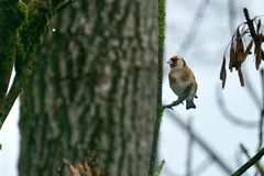 Stieglitz (Carduelis carduelis)