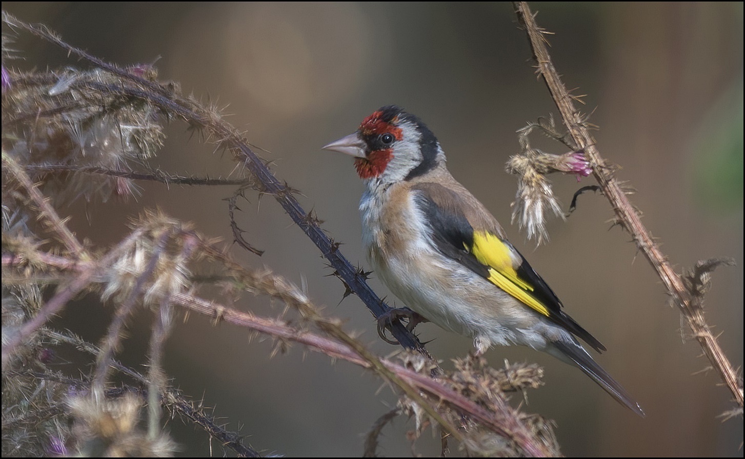 Stieglitz (Carduelis carduelis ) Foto & Bild tiere, wildlife, fotos
