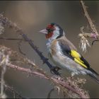 Stieglitz (Carduelis carduelis )