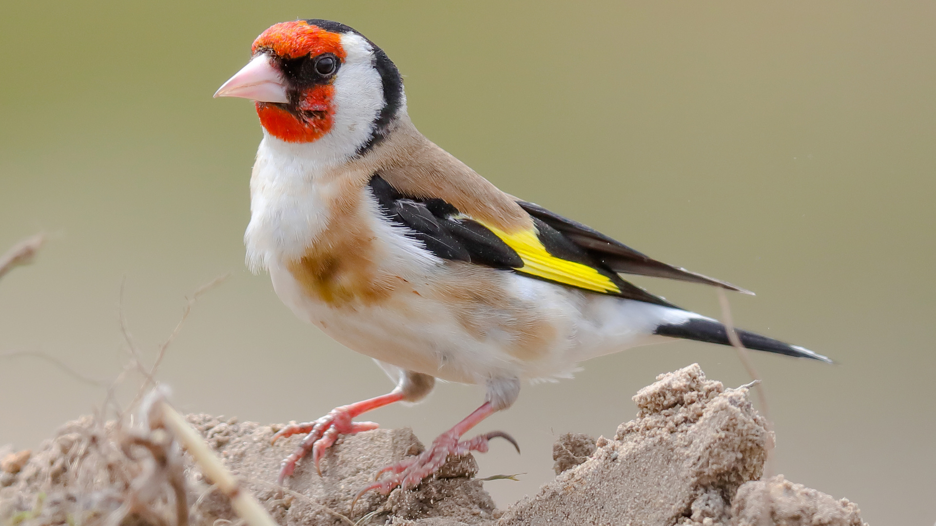 Stieglitz (Carduelis carduelis)