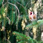 Stieglitz (Carduelis carduelis)