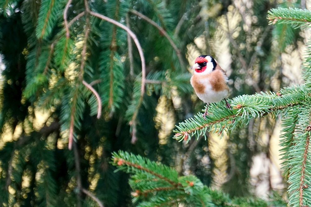 Stieglitz (Carduelis carduelis)