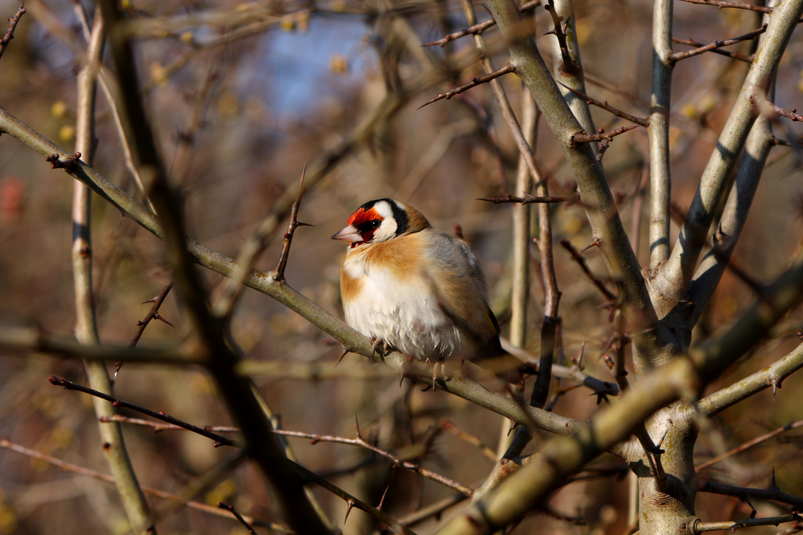 Stieglitz (Carduelis carduelis)