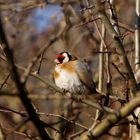 Stieglitz (Carduelis carduelis)