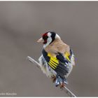 --- Stieglitz --- ( Carduelis carduelis )