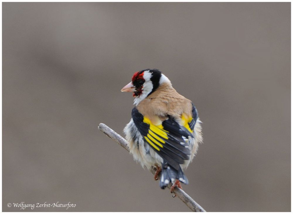 --- Stieglitz --- ( Carduelis carduelis )