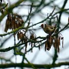 Stieglitz (Carduelis carduelis)