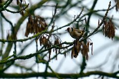 Stieglitz (Carduelis carduelis)